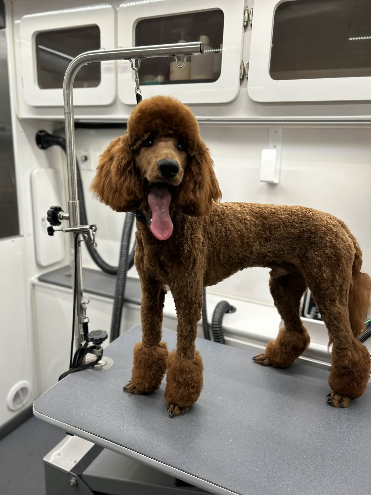 Groomed dog photo 2