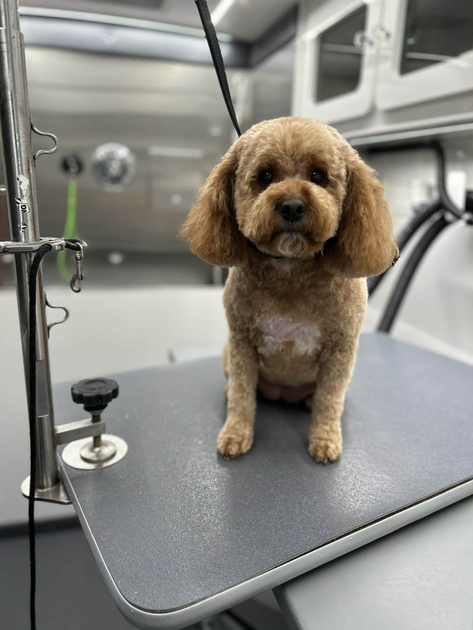 Groomed dog photo 3