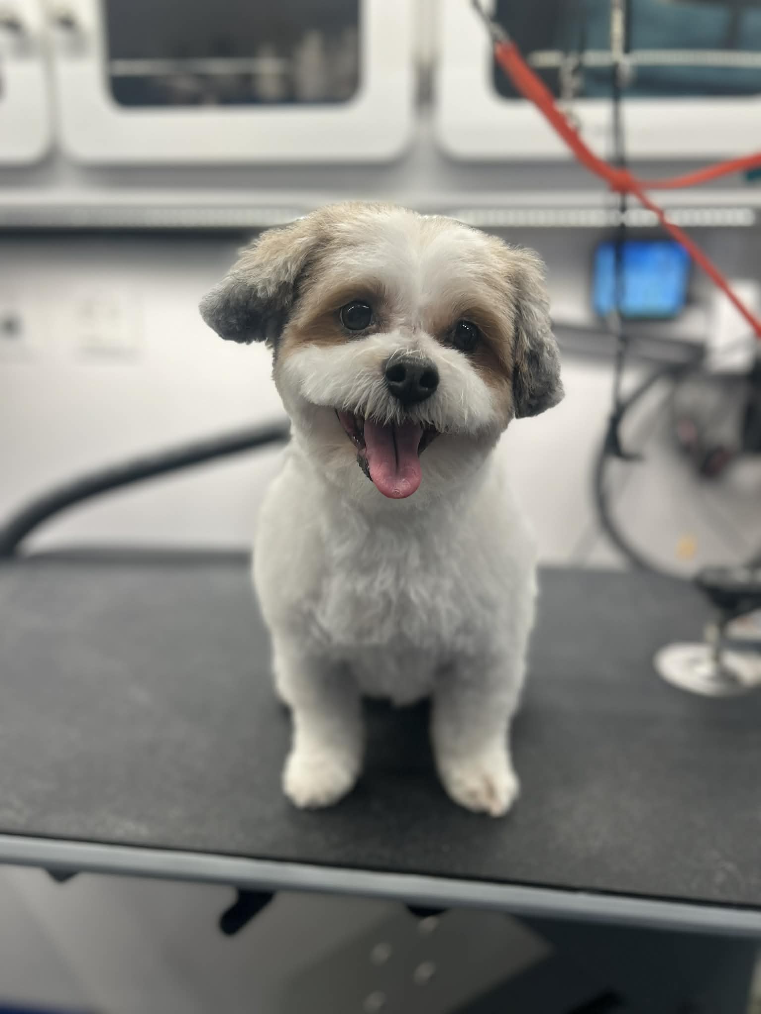 Groomed dog photo 4