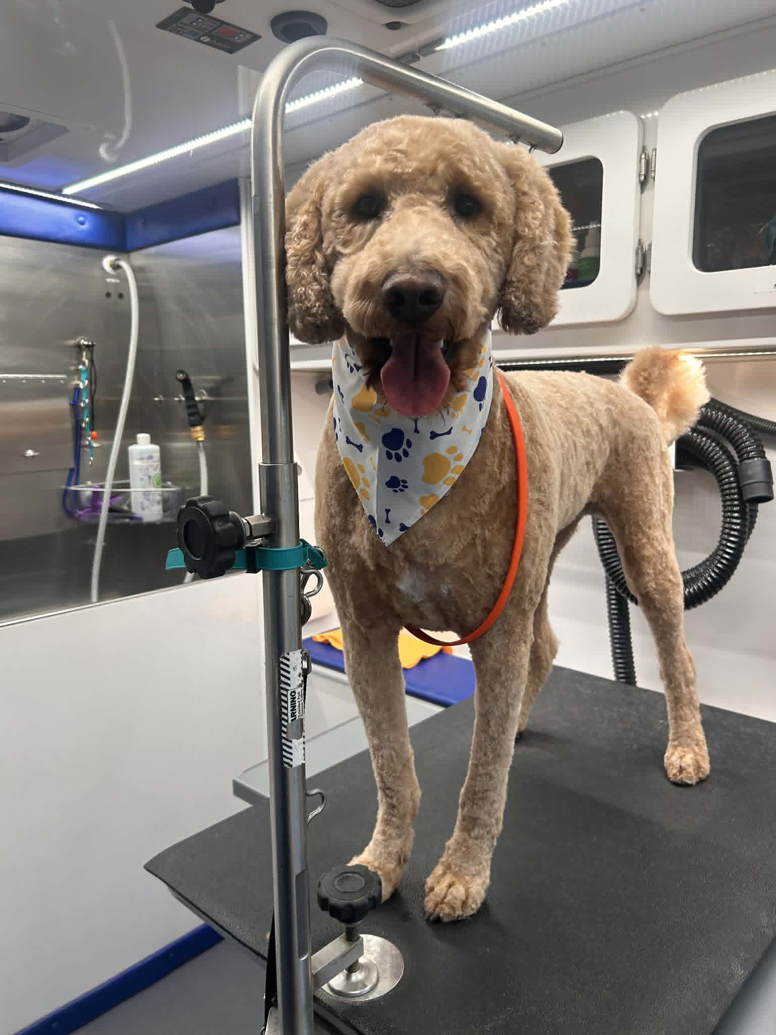 Groomed dog photo 5