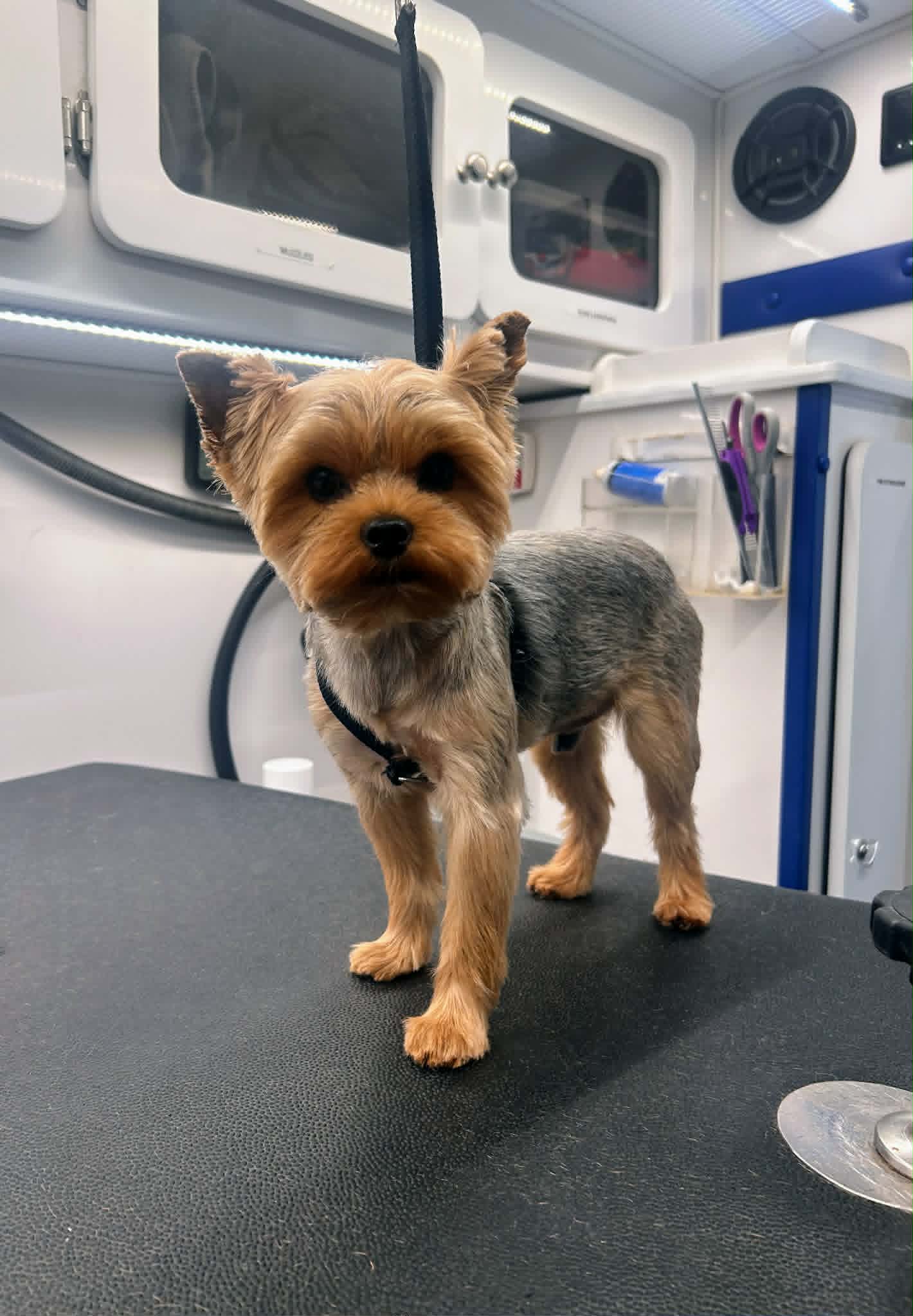 Groomed dog photo 6