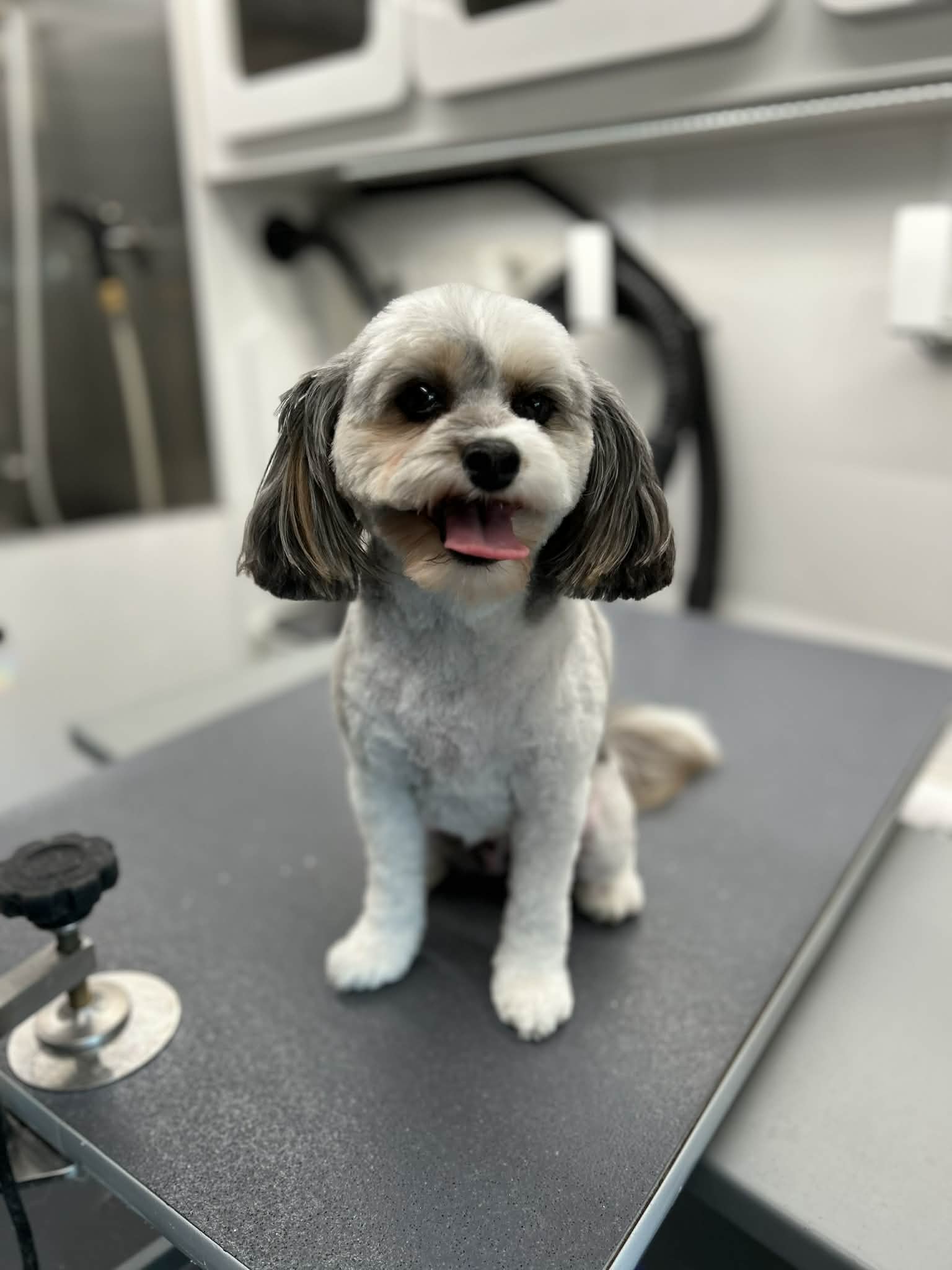 Groomed dog photo 7